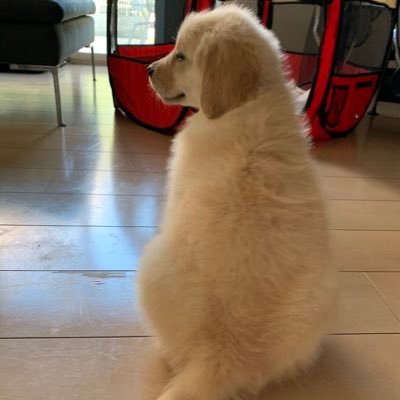 Addie___diary's profile picture. #goldenretriverpuppy/Addie/Born Feb 4th/From Kyoto,Japan/ We'll tweet her growth👍