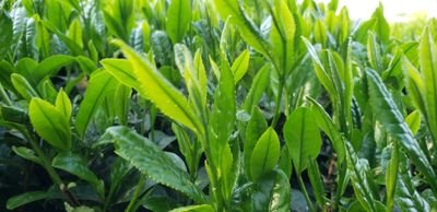 Tea12082's profile picture. 