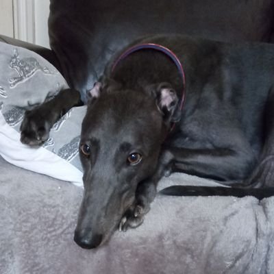 Little baby Danno over the rainbow bridge, sofa now occupied by gorgeous George. I promised Danno I'd rehome another hound.