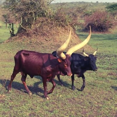 KarenziBruno's profile picture. 