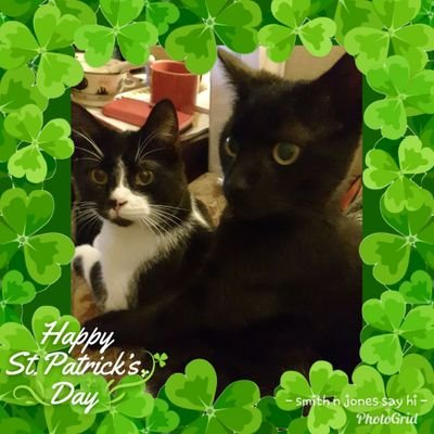 two adopted irish brofurs, smith - tuxie and jones - black panther. adopted 9/1/19, born 1/9/18 ish. love n kisses, xxx 😺😸😹😽🌺🌹🌸☘🍀