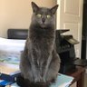 KatieKatRules's profile picture. I’m a sassy rescued kitty who meows a lot & runs through the house at warp speed.  Did I mention the new rescue, Maggie?  Yah, I tolerate her most of the time.