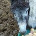 Gredos.vet@gmail.com (@gredosv) Twitter profile photo Gredos.vet@gmail.com (@gredosv) Twitter profile photo
