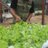 ashev_01's profile image
