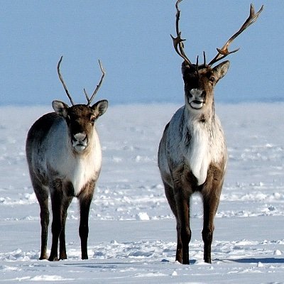 This is the twitter feed about Canada's northern caribou herds, linked to the site https://t.co/pxDpgqFSBS