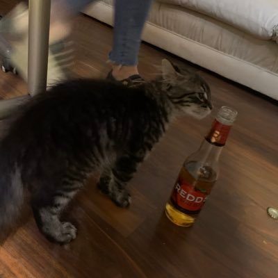 shojics's profile picture. @goyardgavin im almost to the top