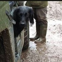 Weekend Gundog(@weekendgundog) 's Twitter Profile Photo