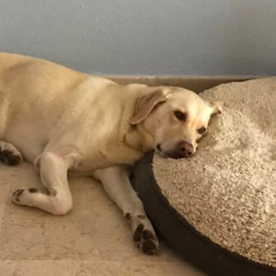 PoutThe's profile picture. My name is “Pouty Snout Scout”. I have a long Snout and I like to Pout. My nickname is “Misses With The Kisses” because I am selective with my affections.