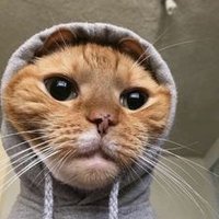 Coca (@cocaliaa) 's Twitter Profile