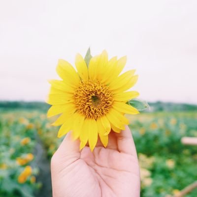 Sorayalaurance1's profile picture. social simple supel