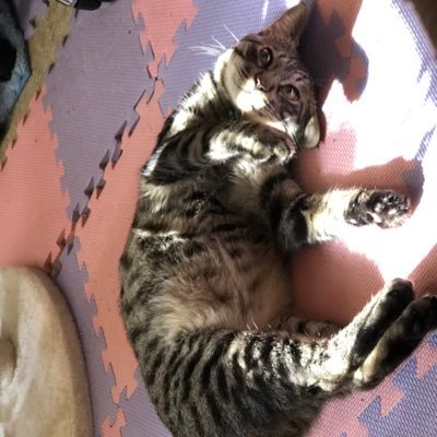 キジトラ 保護猫🐱 ♂ソラ2019.6 後脚のあんよがない子を保護😸スイくん♂2022.6 陸亀🐢 年齢不明 ♂クサガメ♀2匹 おばあちゃんですがまだまだやんちゃ🐢