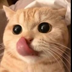 kucing comel (@afda71288363) / Twitter