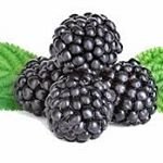 boysenberry451 Profile Picture