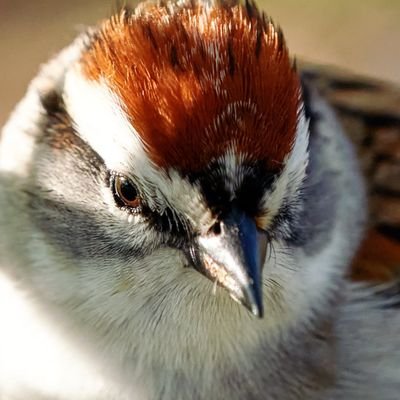 📷 I do nature/bird photography 🐦🦢🦅 🌲🐿️🦜
All pics belong to me unless RTing someone else
https://t.co/I5hyKuOyx0
https://t.co/9idcnbLQZC