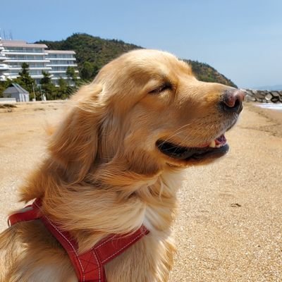 セウです。ほとんど犬ツイ、日常ツイは時々。動物が好き。ゲームも好き。2代目ゴールデンレトリバーのアルト(本名アルタイル 2018.8.5生)が今のパートナー。
1代目ゴル：ライトは重度の心臓病やその他疾患と闘い抜き、3歳半で旅立ちました🌈
大したことはつぶやかないけど、フォローやコメントしていただけると嬉しいです！