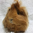 sg_guineapigs's profile picture. Guinea Pigs are my Best New Pets in Singapore! Email to singaporeguineapigs@hotmail.com |   http://t.co/Foe5PK5nDR. Contact me at 96604953