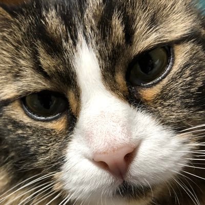 ガチャイぴんじさんのプロフィール画像