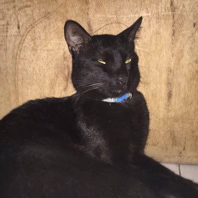 snormirose's profile picture. fairfarren (or not)