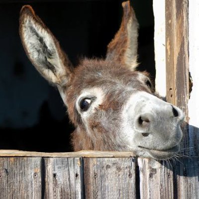 I'm just an innocent donkey