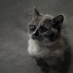 PinsForDinner's profile picture. oh no it’s he/him