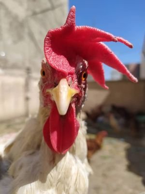 grynomr's profile picture. 