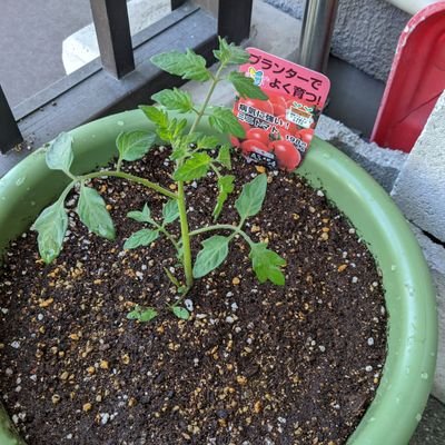 自粛に飽きて来たので
まったくの素人ですが、前から気になってた家庭菜園に手を出してしまいました。You Tubeで一番簡単に出来るのを見てホームセンター行って揃えました💦
同じく最近素人で始めた方、フォローお願いします😁