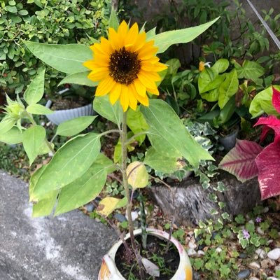 minalu24461488's profile picture. Cross-chain NFTs to Sui 🖼️ | Porting gems to L1 | #SuiNFTBridge