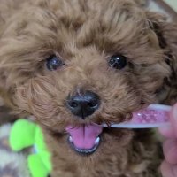 コタチー (@kotachi724) Twitter profile photo