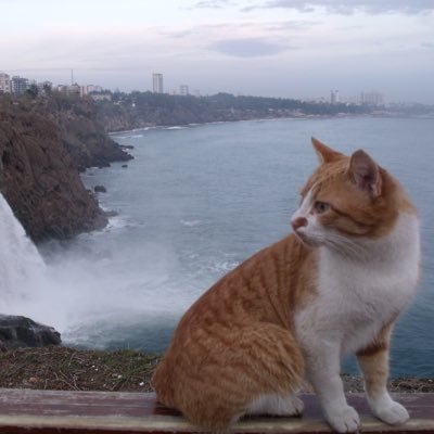 umtyuksel976's profile picture. 