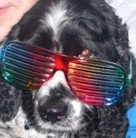 I am a 7 year old dog! (Spaniel) :) I try my best to tweet & follow everyone back! #TeamFollowBack