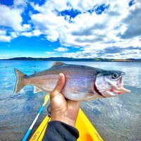 Addicted2Trout (@addicted2trout) 's Twitter Profile