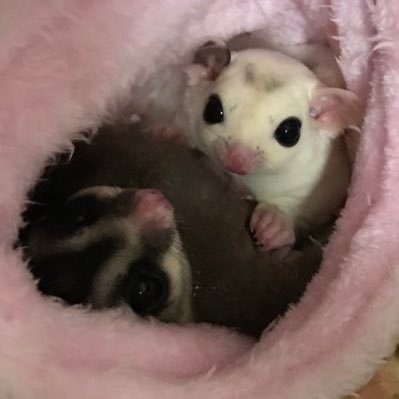 hisuzuki_1975's profile picture. 老眼ゲームプログラマ。