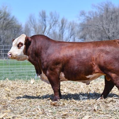 section16cattle's profile picture. Raising Hereford Cattle In South Dakota