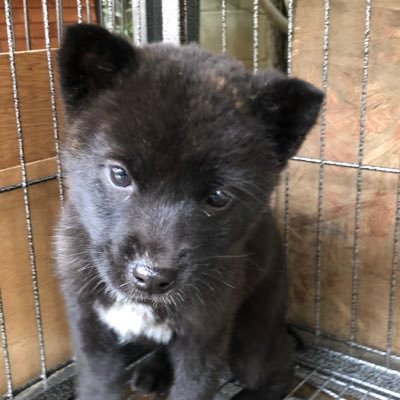 巨摩 山嶺 甲斐犬 と知り合って40年 若い時 中野坂上の柳沢琢郎さんの店によく遊びにいった 左側 二段に10匹位子犬が入っていた 当時 1匹3万円 だった あれから40年 甲斐犬を本格的に飼い始めて10年になる