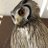 yuugiriowl
