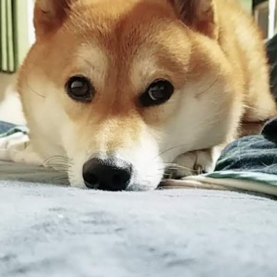 risu3990_s's profile picture. ひとりごと。