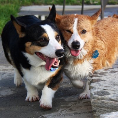 One fully vaccinated corgi enjoying the good life in south Florida.