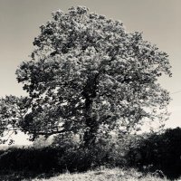 D M Wright (@mayfieldbirder) 's Twitter Profile Photo D M Wright (@mayfieldbirder) 's Twitter Profile Photo