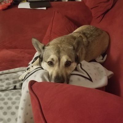 bobojo2015's profile picture. CODA ❤
Deaf and Hard of Hearing Teacher 🤟 
Member of Soroptimist International 🌍
Water Polo 🤽‍♀️ and swim 🏊‍♀️ are life!