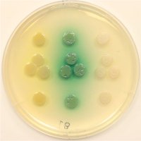 Dallas L. Mould (@moulddmicrobe) 's Twitter Profile