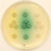 Dallas L. Mould (@moulddmicrobe) Twitter profile photo Dallas L. Mould (@moulddmicrobe) Twitter profile photo