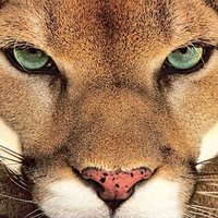 SierraVistaHoops (@hoops_vista) 's Twitter Profile