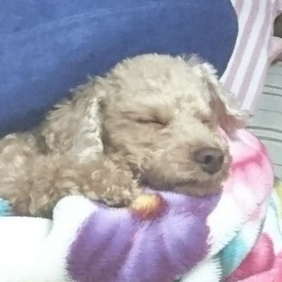 amazarashi_fan's profile picture. 