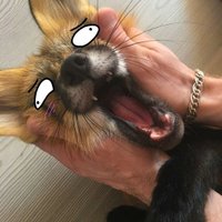 foxclocks (@foxclocks) 's Twitter Profile