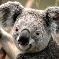 deniz seyran (@denizseyran11) Twitter profile photo