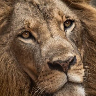 RajShar42167013's profile picture. ਦੇਸੀ ਬੰਦਾ-ਸੱਚ ਬੋਲੋ -ਡਰਨਾ ਸਾਡੀ ਕੌਮ ਦੇ ਖ਼ਿਲਾਫ਼ ਹੈ. ਸਰਦਾਰੀ ਕਾਇਮ ਹੈ ਜੱਟ ਦੀ.