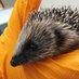 UoC Hedgehog Friendly Campus (@HedgehogsUoC) Twitter profile photo