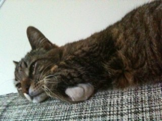 cmaclsu's profile picture. 