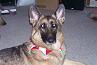 GSdogs's profile picture. Retired Firefighter EMT-I, love to eat and my body shows it. My kids are 3 German Shepherds