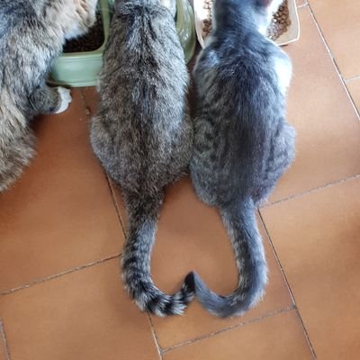 SebastianJaffe1's profile picture. Don't be a sheep!! @Beawolf